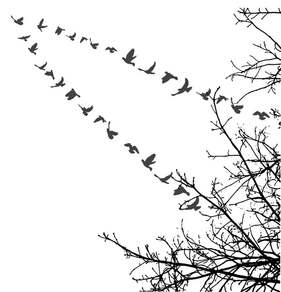 Vettore Silhouette Uccelli Volanti — Vettoriale Stock