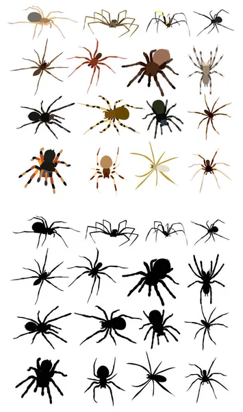 Set Colección Araña Boceto Silueta Sobre Fondo Blanco — Vector de stock