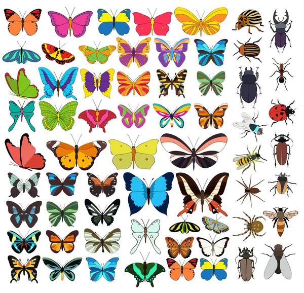 Vector Isolated Set Insects Beetles Butterflies — Stock Vector