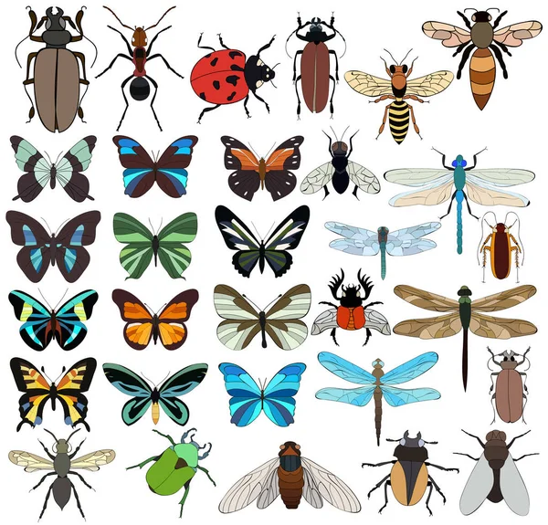 vektör, izole, böcekler, böcekler, kelebekler, set