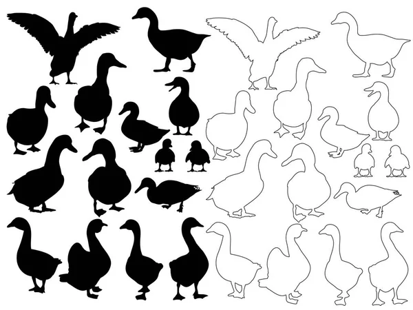 白背鹅的素描 — 图库矢量图片