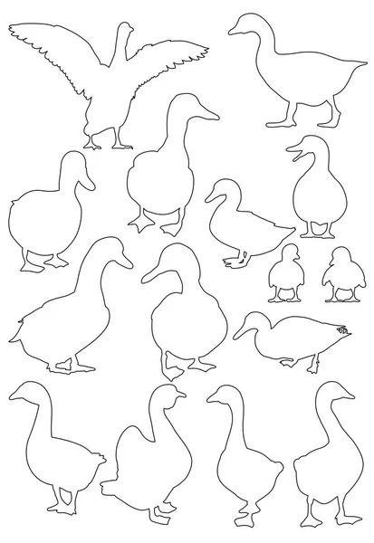 Vector Sketch Geese — Stock Vector