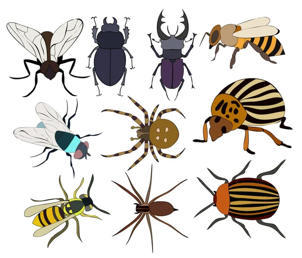 Векторний Ізольований Набір Комах Павуків — стоковий вектор