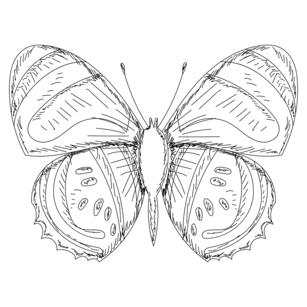 Insektsfjäril Skiss Kontur Med Linjer — Stock vektor