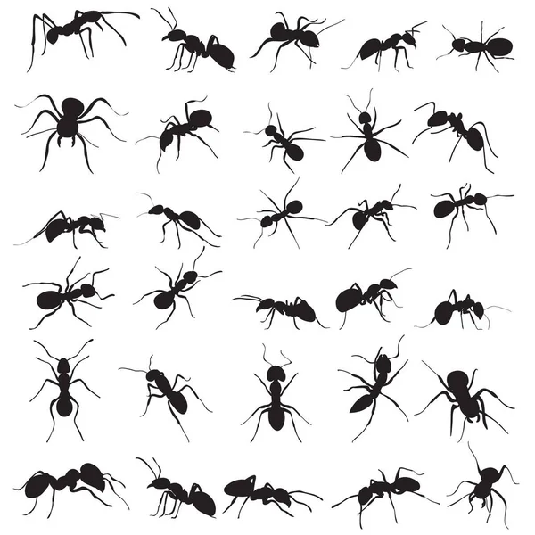 Vektor Izolovaný Mravenčí Silueta Set Kolekce — Stockový vektor