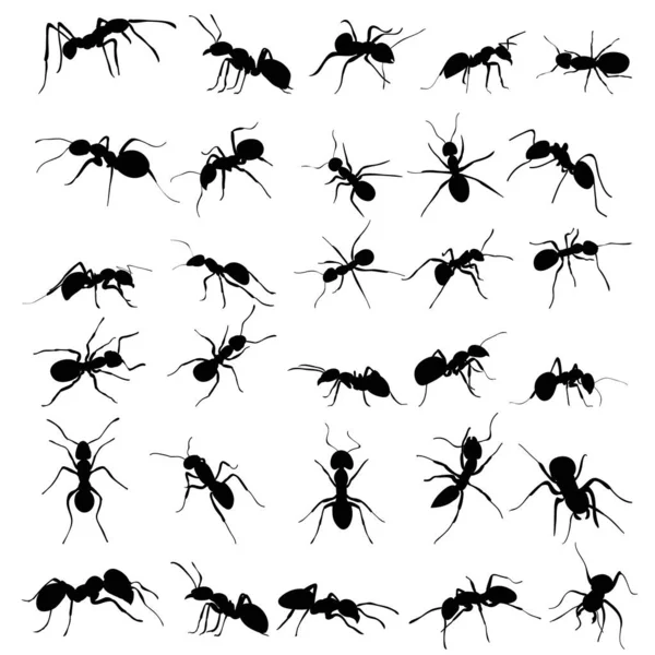 Vetor Isolado Silhueta Rastejante Formigas Conjunto Coleção —  Vetores de Stock