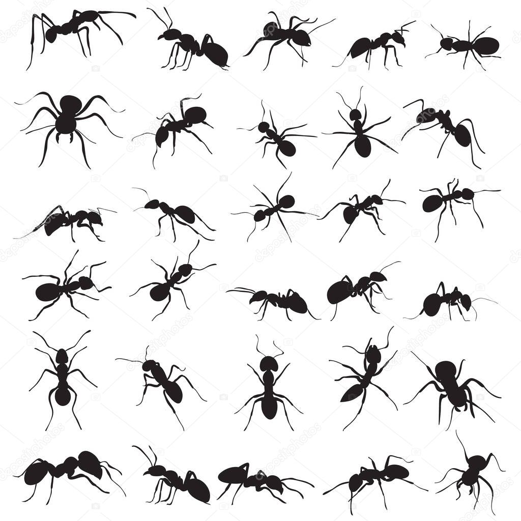 vector, isolated, ant crawling silhouette, set, collection