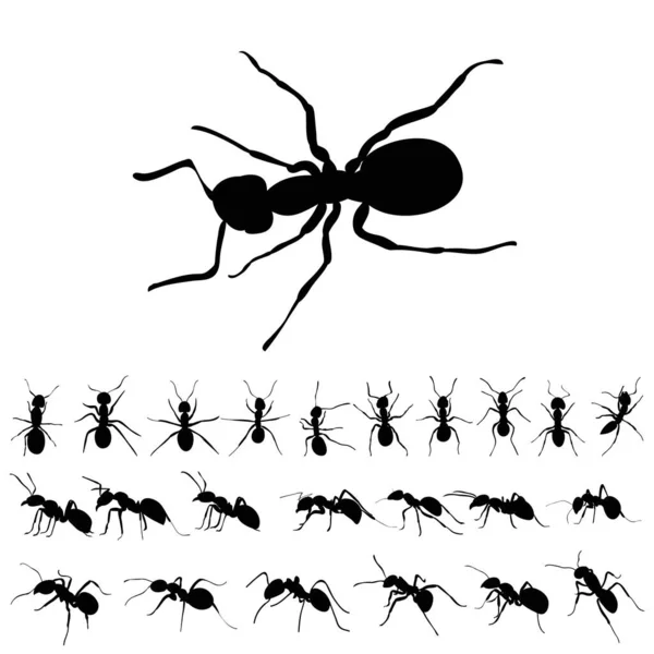 Sada Siluet Mravenců — Stockový vektor