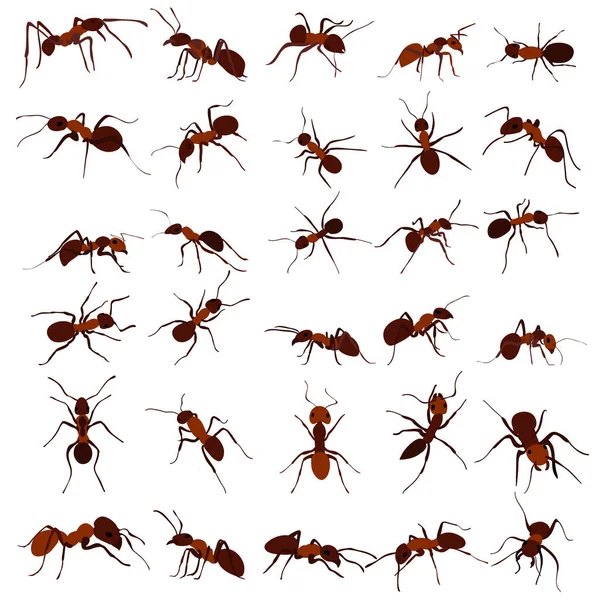 Hormiga Marrón Insecto Conjunto Aislado Vector — Archivo Imágenes Vectoriales