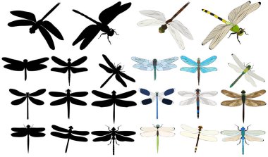 vektör, izole, yusufçuk sinekleri, böcek, siluet, set