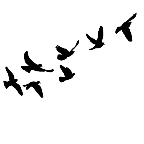 Conjunto Isolado Silhuetas Aves Voadoras —  Vetores de Stock