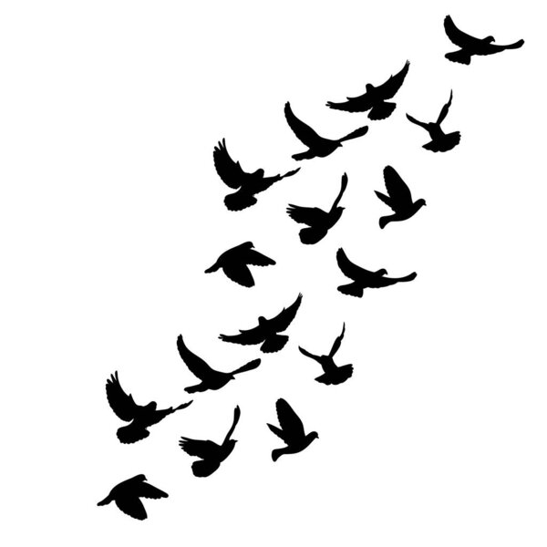 flying flock of doves silhouette