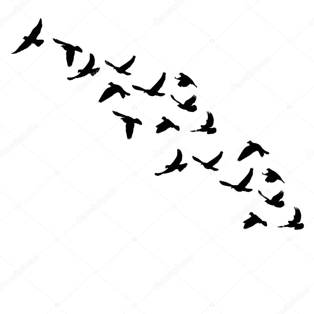 vector isolated flock of a bird flying silhouette