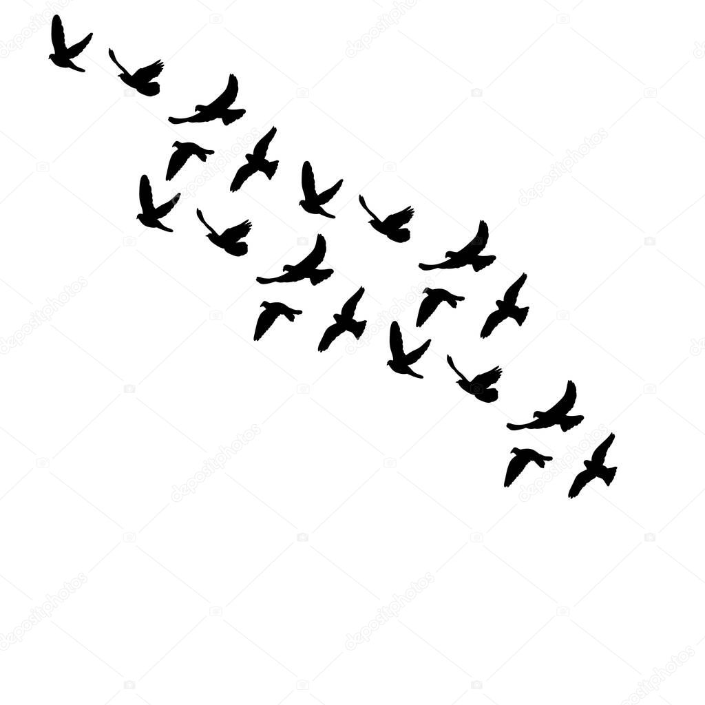 vector isolated silhouette of flocks of birds