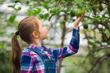 bir sera bahçesinde limon ile bir ağacın yanında güzel genç kız