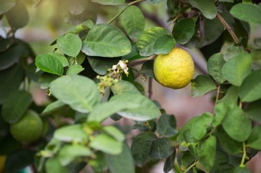 bahçe seraağaç üzerinde limon olgunlaşma