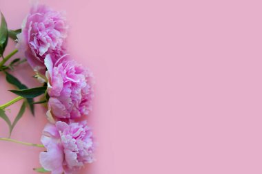 Pembe arka planda güzel pembe şakayıklar.