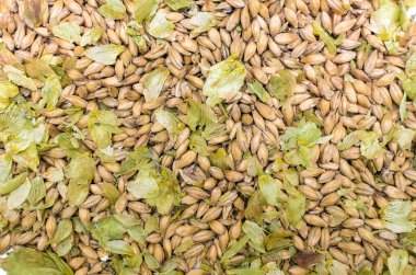 Yeşil kuru hop karışımı yaprakları ve malt tahıl üstten görünüm arka plan kapatın. Bira fabrikası.