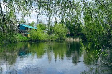 Göl suyu bahar zamanında bir söğüt ağacının altında. Kırsal doğa landcape. Göl kıyısında evler.