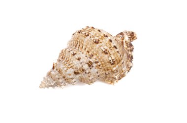 Beyaz arka plan üzerinde izole seashell.