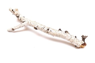 Beyaz arka plan üzerinde izole dalları huş ağacı. Doğal dekorasyon öğeleri.