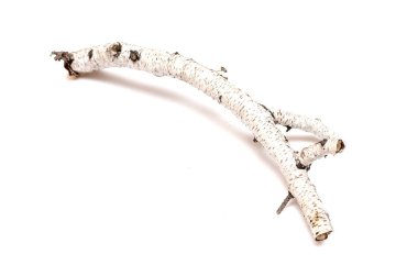 Beyaz arka plan üzerinde izole dalları huş ağacı. Doğal dekorasyon öğeleri.