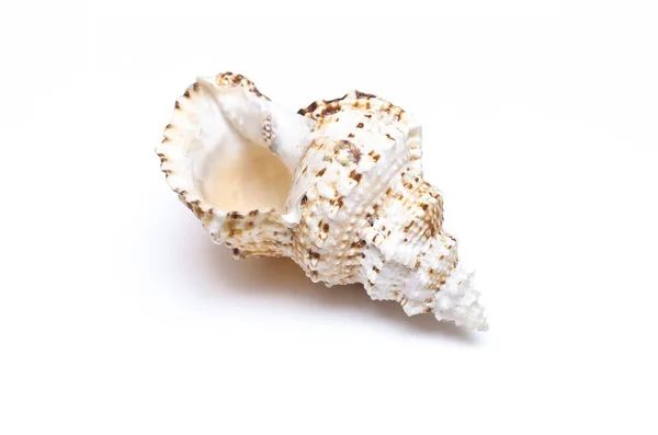 Seashell Geïsoleerd Witte Achtergrond — Stockfoto