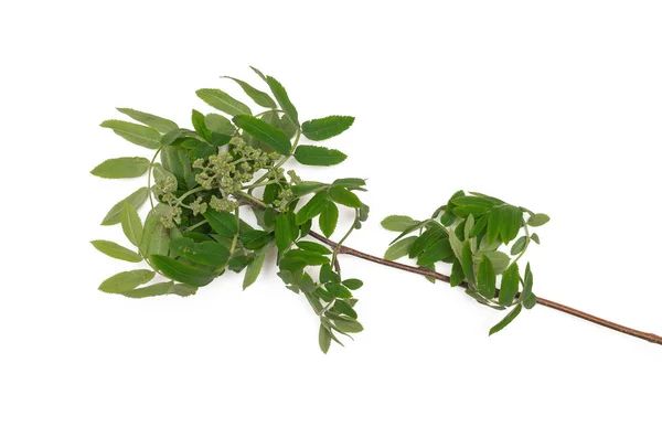 Young Rowanberry Tree Green Leaves Isolated White Background Natural Decoration — Stock Photo, Image