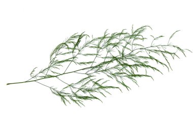 Beyaz arka plan üzerinde izole yeşil bitki yaprak.