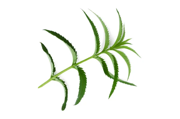 白い背景に分離された緑の植物葉 — ストック写真