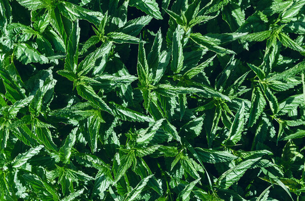 Nettle plant green leaves background.