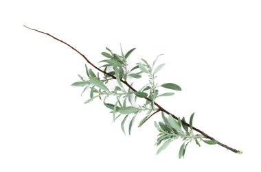 Yeşil bitki topluluğu izole üzerinde beyaz arka plan bırakır.