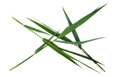 Beyaz arka plan üzerinde izole kamışı yeşil yaprakları.