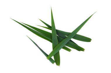 Beyaz arka plan üzerinde izole kamışı yeşil yaprakları.