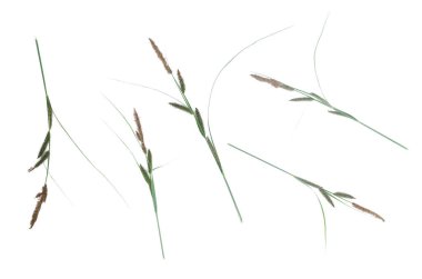 Beyaz arka plan üzerinde izole kamışı bitki.