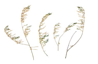 Beyaz arkaplanda kuru ağaç dalı izole edildi.