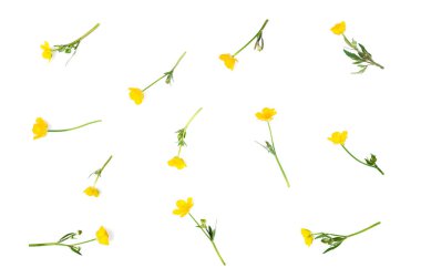 Beyaz arka plan üzerinde izole çayır sarı çiçek.