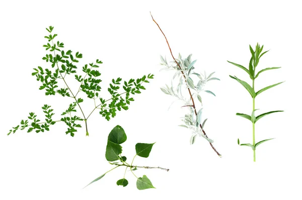 Sammlung Grüner Pflanzenblätter Isoliert Auf Weißem Hintergrund — Stockfoto