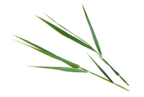 Green Leaves Cane Isolated White Background — Stock Photo, Image