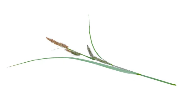 Cane Plant Isolated White Background — Stock Photo, Image