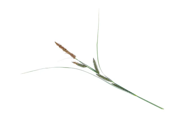 Cane Plant Isolated White Background — Stock Photo, Image