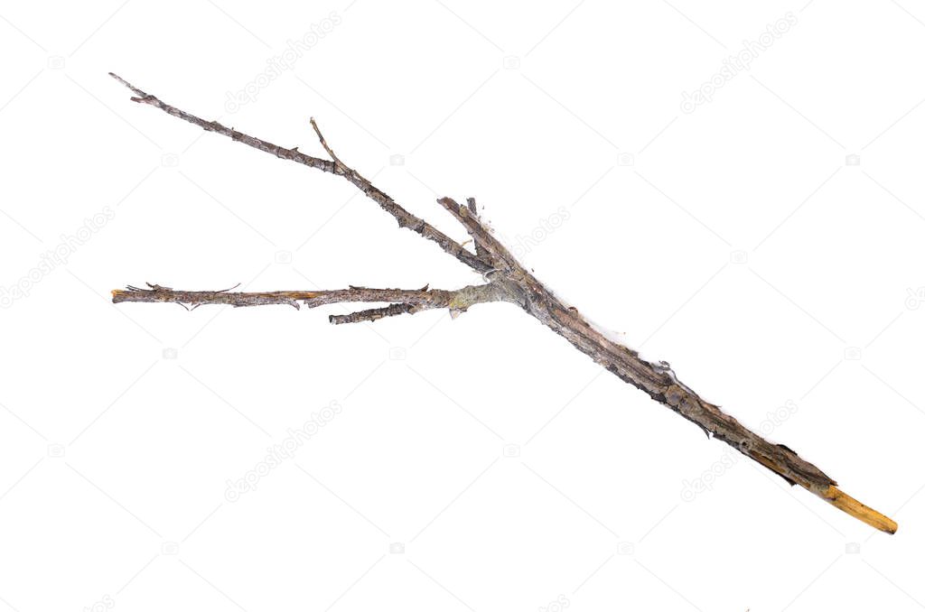 Dry tree branch isolated on white background.