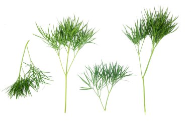 Yeşil yaprak beyaz arka plan üzerinde izole. Bitki sapı.