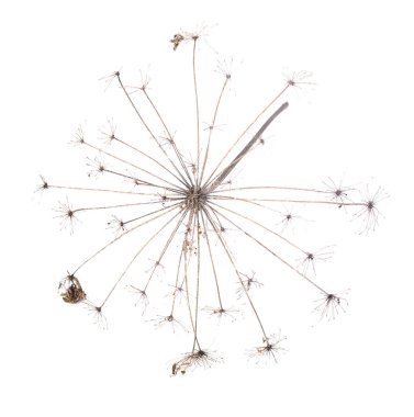 Kuru çiçek baş beyaz arka plan üzerinde izole.