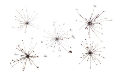 Kuru çiçek baş beyaz arka plan üzerinde izole.