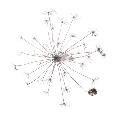 Kuru çiçek baş beyaz arka plan üzerinde izole.