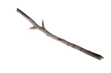 Beyaz arkaplanda kuru ağaç dalı izole edildi.