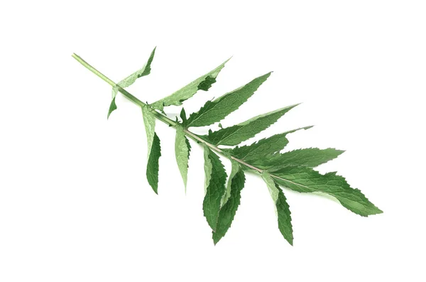 Зелений Лист Ізольований Білому Тлі Стебло Рослини — стокове фото