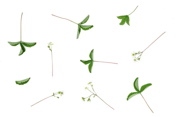 Квітуча Квітка Лист Дикої Полуниці Ізольовані Білому Тлі — стокове фото