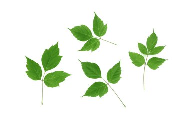 beyaz zemin üzerinde izole Akça ağaç yaprakları.